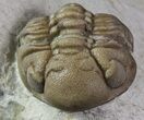 Detailed Lochovella (Reedops) Trilobite Pair - Oklahoma #68638-2